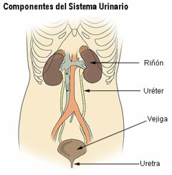 Enfermedades del sistema urinario