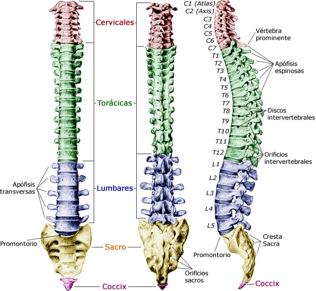 Columna Vertebral