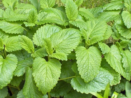 Infusión melisa dormir