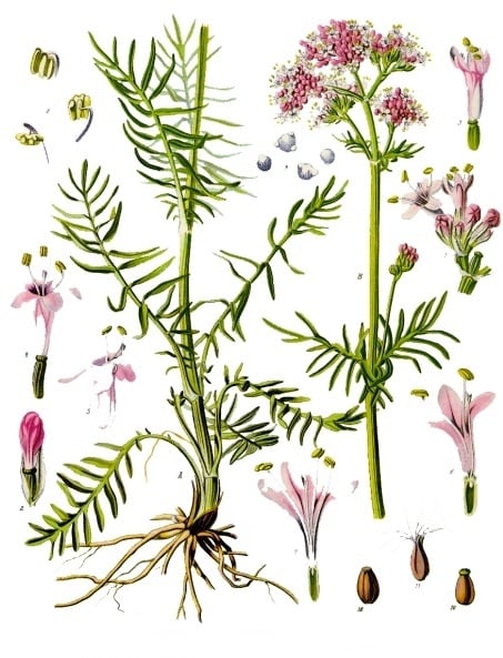 Valeriana 